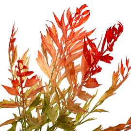 Ветвь бамбука оливково-красная искусственная, изображение 2 ᐒ купить на  ❤ Like7km.com.ua