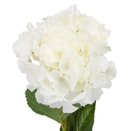 Искусственная гортензия "Клара", кремовая, изображение 2 ᐒ купить на  ❤ Like7km.com.ua