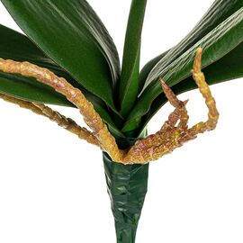 Листья орхидеи 21 см, изображение 2 ᐒ купить на  ❤ Like7km.com.ua