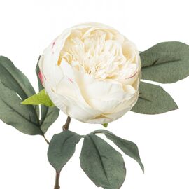 Піон, білий, изображение 2 ᐒ купить на  ❤ Like7km.com.ua