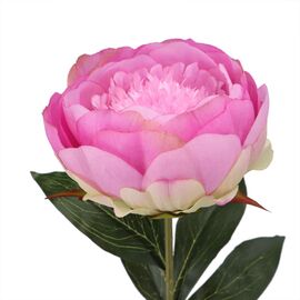 Пион розовый (79 см), изображение 2 ᐒ купить на  ❤ Like7km.com.ua