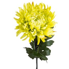 Хризантема "Вдохновение", зеленая ᐒ купить на  ❤ Like7km.com.ua