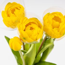 Букет тюльпанов, 5 бутонов, желтый, 39 см, изображение 4 ᐒ купить на  ❤ Like7km.com.ua
