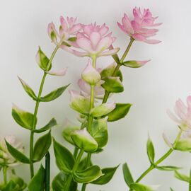 Искусственная зеленая ветвь с розовыми соцветиями, 35 см, изображение 3 ᐒ купить на  ❤ Like7km.com.ua