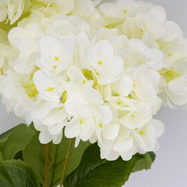 Букет гортензий, 5 бутонов, белый, 48 см, изображение 2 ᐒ купить на  ❤ Like7km.com.ua