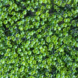 Искусственный фитомодуль "Самшит", 60*41 см СПАСЕННАЯ ПОЗИЦИЯ, изображение 5 ᐒ купить на  ❤ Like7km.com.ua