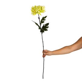 Хризантема "Вдохновение", зеленая, изображение 2 ᐒ купить на  ❤ Like7km.com.ua