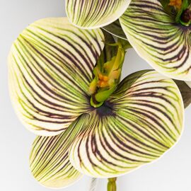 Латексная орхидея, зелено-кремовая, 76 см СПАСЕННАЯ ПОЗИЦИЯ, изображение 3 ᐒ купить на  ❤ Like7km.com.ua