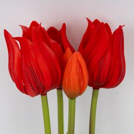Букет латексных тюльпанов, 5 бутонов, красный, 50 см, изображение 2 ᐒ купить на  ❤ Like7km.com.ua