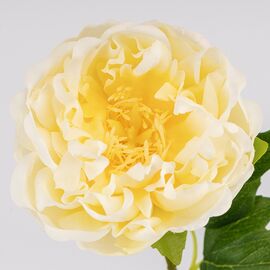 Искусственный пион с эффектом живого прикосновения, кремовый, 60 см, изображение 2 ᐒ купить на  ❤ Like7km.com.ua