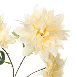 Хризантема, кремовая, изображение 2 ᐒ купить на  ❤ Like7km.com.ua