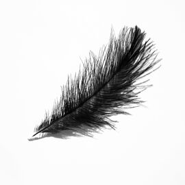 Декоративные перья, черные YOO-HOO!, изображение 2 ᐒ купить на  ❤ Like7km.com.ua