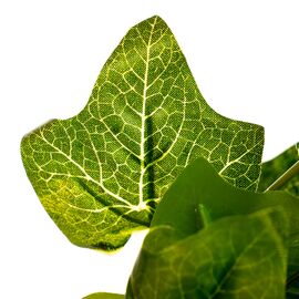 Ветка вьюнка, изображение 3 ᐒ купить на  ❤ Like7km.com.ua