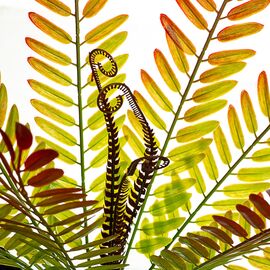 Ветвь папоротника красно-желтая искусственная, изображение 2 ᐒ купить на  ❤ Like7km.com.ua