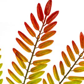 Ветвь папоротника красно-желтая искусственная, изображение 3 ᐒ купить на  ❤ Like7km.com.ua