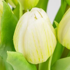 Букет латексных тюльпанов, 7 бутонов, бело-зеленый, 31 см, изображение 3 ᐒ купить на  ❤ Like7km.com.ua