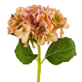 Букет "Гортензия комнатная" оранжевая, изображение 2 ᐒ купить на  ❤ Like7km.com.ua