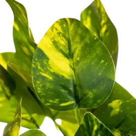 Ветка филодендрона цвета меланж, изображение 2 ᐒ купить на  ❤ Like7km.com.ua