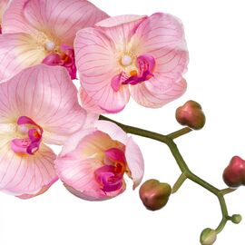 Орхидея нежно розовая 137см, изображение 2 ᐒ купить на  ❤ Like7km.com.ua