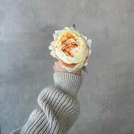 Головка пиона, бежевая, 10 см, изображение 4 ᐒ купить на  ❤ Like7km.com.ua