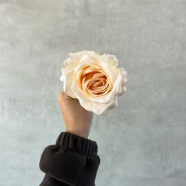Головка розы, белая, 9 см, изображение 5 ᐒ купить на  ❤ Like7km.com.ua