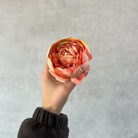 Головка розы, бежевая, 8 см, изображение 5 ᐒ купить на  ❤ Like7km.com.ua