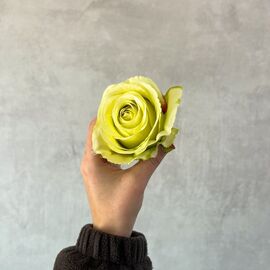 Головка розы, зеленая, 8 см, изображение 5 ᐒ купить на  ❤ Like7km.com.ua