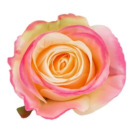 Головка розы, кремово-розовая, 8 см, изображение 3 ᐒ купить на  ❤ Like7km.com.ua