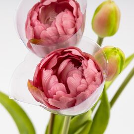 Букет тюльпанов, 5 бутонов, пудровый, 39 см, изображение 4 ᐒ купить на  ❤ Like7km.com.ua