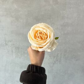 Головка розы, кремовая, 9 см, изображение 5 ᐒ купить на  ❤ Like7km.com.ua