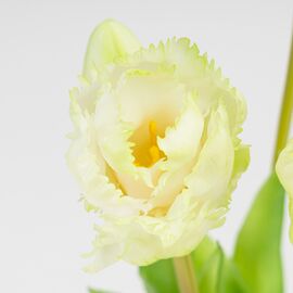 Букет латексных тюльпанов, 5 бутонов, бело-зеленый, 44 см, изображение 3 ᐒ купить на  ❤ Like7km.com.ua