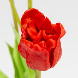 Букет латексных тюльпанов, 5 бутонов, красный, 49 см, изображение 3 ᐒ купить на  ❤ Like7km.com.ua