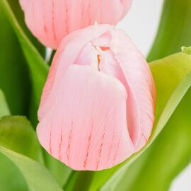 Букет латексных тюльпанов, 7 бутонов, розовый, 31 см, изображение 3 ᐒ купить на  ❤ Like7km.com.ua