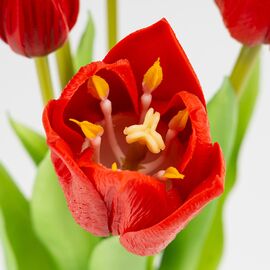 Букет латексных тюльпанов, 5 бутонов, красный, 38 см, изображение 3 ᐒ купить на  ❤ Like7km.com.ua