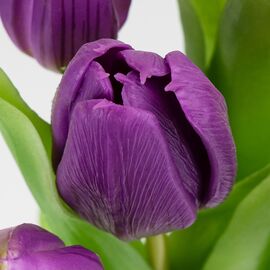 Букет латексных тюльпанов, 7 бутонов, фиолетовый, 31 см, изображение 3 ᐒ купить на  ❤ Like7km.com.ua