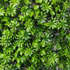 Фитомодуль искусственный "Травка", 40*60 cм, изображение 2 ᐒ купить на  ❤ Like7km.com.ua