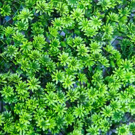 Фитомодуль искусственный "Травка", 40*60 cм, изображение 5 ᐒ купить на  ❤ Like7km.com.ua