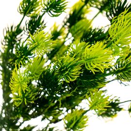Ветка хвои, изображение 2 ᐒ купить на  ❤ Like7km.com.ua