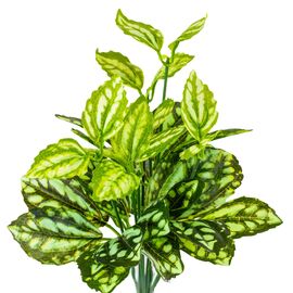 Ветка филодендрона, изображение 2 ᐒ купить на  ❤ Like7km.com.ua