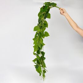 Искусственная свисающая ветка "Лиана", зеленая, 110 см, изображение 3 ᐒ купить на  ❤ Like7km.com.ua