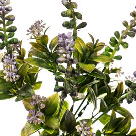 Цветок Аконит лиловый, изображение 2 ᐒ купить на  ❤ Like7km.com.ua