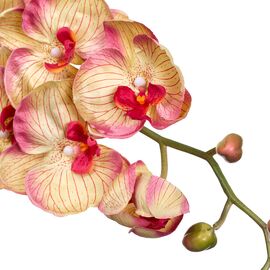 Орхидея золотистая 137 см, изображение 2 ᐒ купить на  ❤ Like7km.com.ua