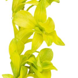 Орхидея (силикон, 87 см), изображение 3 ᐒ купить на  ❤ Like7km.com.ua