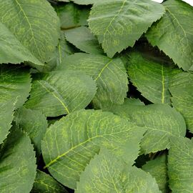 Искусственные листья розы, зелёные, 250 г, изображение 2 ᐒ купить на  ❤ Like7km.com.ua