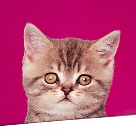 Набор коробок "Кошкин дом" 3шт, изображение 3 ᐒ купить на  ❤ Like7km.com.ua