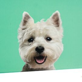 Набор коробок "Друг детства" 3 шт, изображение 4 ᐒ купить на  ❤ Like7km.com.ua