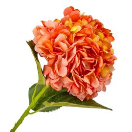 Гортензия "Анабель", оранжевая, 57 см, изображение 2 ᐒ купить на  ❤ Like7km.com.ua