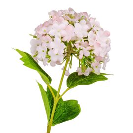 Гортензия "Аура", розовая, 80 см, изображение 2 ᐒ купить на  ❤ Like7km.com.ua