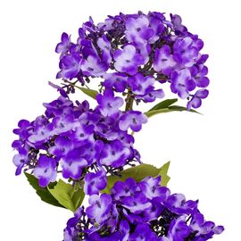 Гортензия "Магнит", фиолетовая, 70 см, изображение 2 ᐒ купить на  ❤ Like7km.com.ua