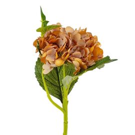 Букет "Гортензия крупнолистная" охра, изображение 2 ᐒ купить на  ❤ Like7km.com.ua
